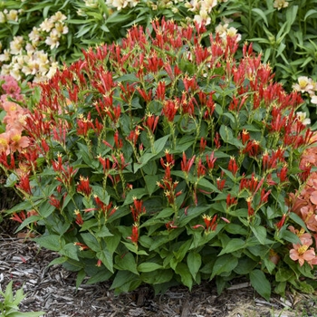 Spigelia Ragin Cajun 1