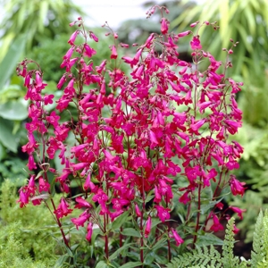 Penstemon 'Andenken an Friedrich Hahn'6
