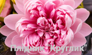 нимфея Лилу Помпон 2-fotor-20260629153333