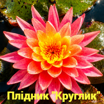 нимфея отредактированная Перрис Оранж Сансет-fotor-20260629153613
