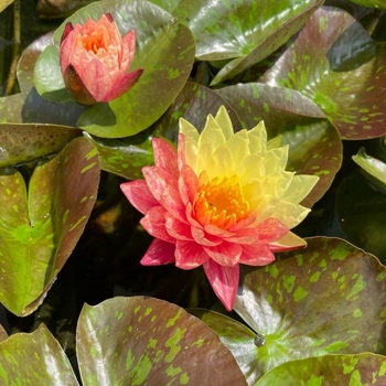 Nymphaea 'Wanvisa1