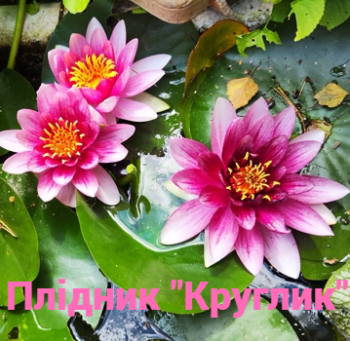 Нимфея наша розовая квадратная-fotor-20260629154237